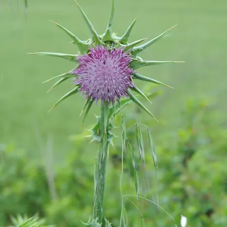 农家乐 Valle Isola 