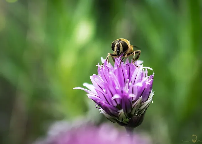 Valle Isola La Tana Del Gusto Alloggio per agriturismo