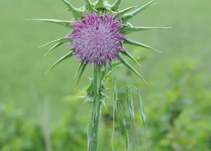 Alloggio per agriturismo Valle Isola La Tana Del Gusto *