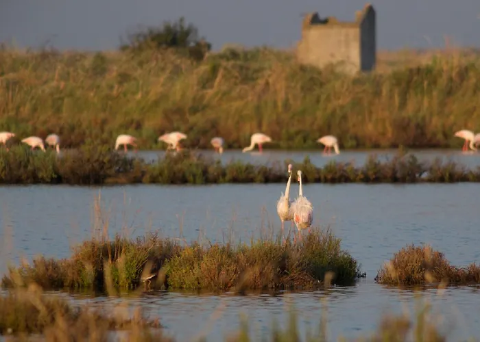 Valle Isola La Tana Del Gusto Comacchio